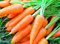 Введение в рацион курильщика моркови оказывает положительное влияние на его легкие