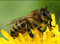 Астма и пчёлы